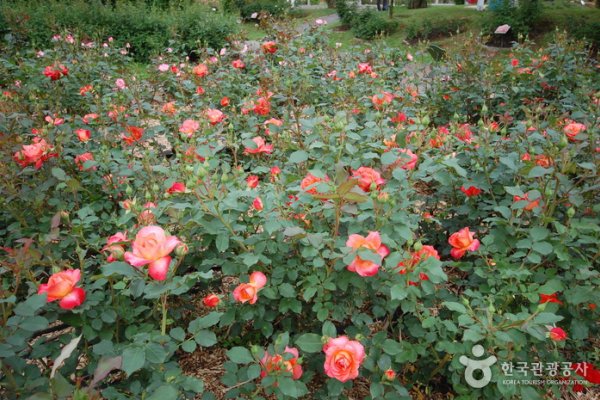 The Rose Garden of Seoul Grand Park