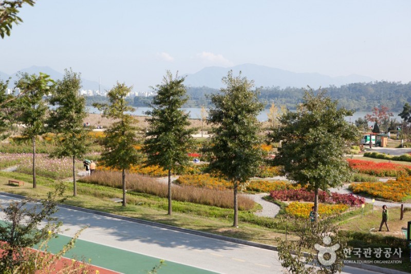 Guri Hangang Park (Cosmos Park) (1/6)
