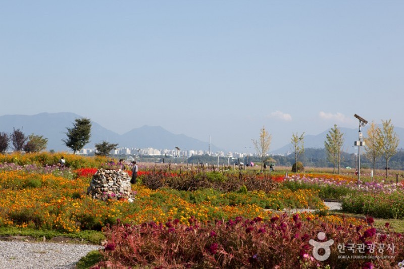 Guri Hangang Park (Cosmos Park) (2/6)