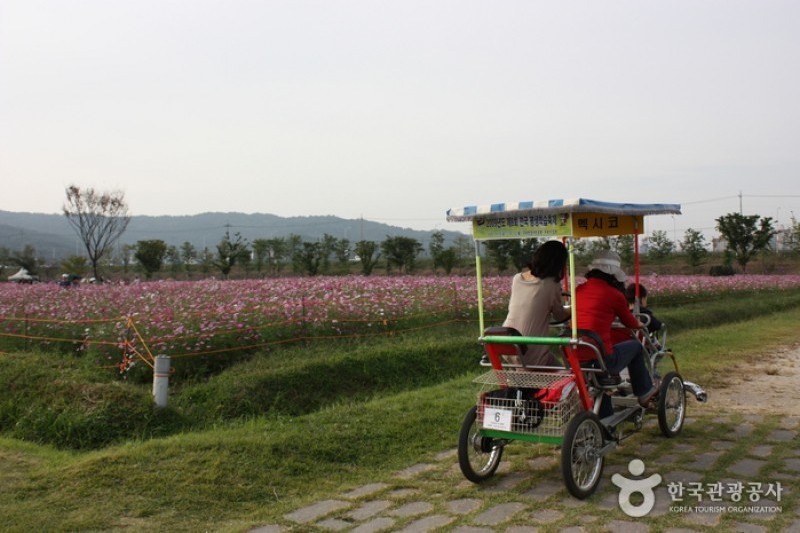 Guri Hangang Park (Cosmos Park) (3/6)