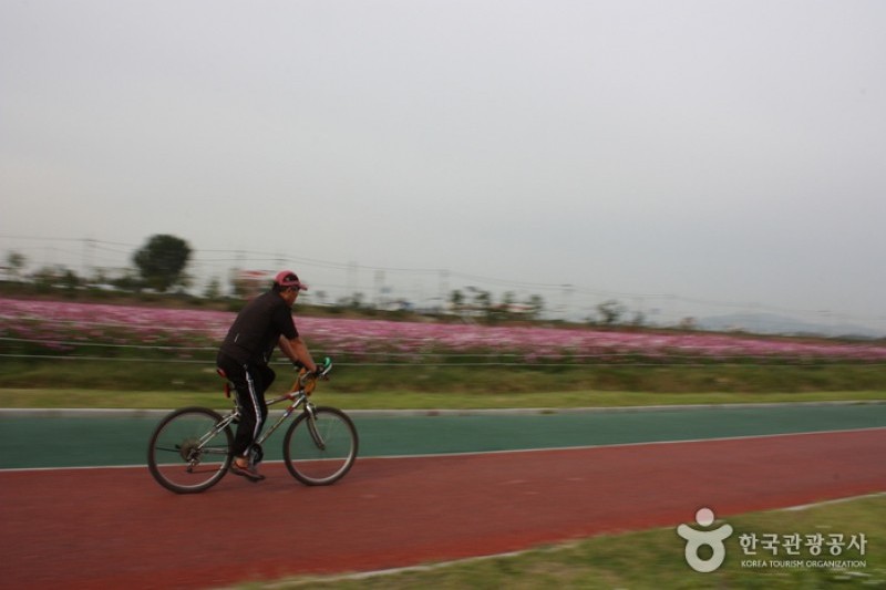 Guri Hangang Park (Cosmos Park) (4/6)
