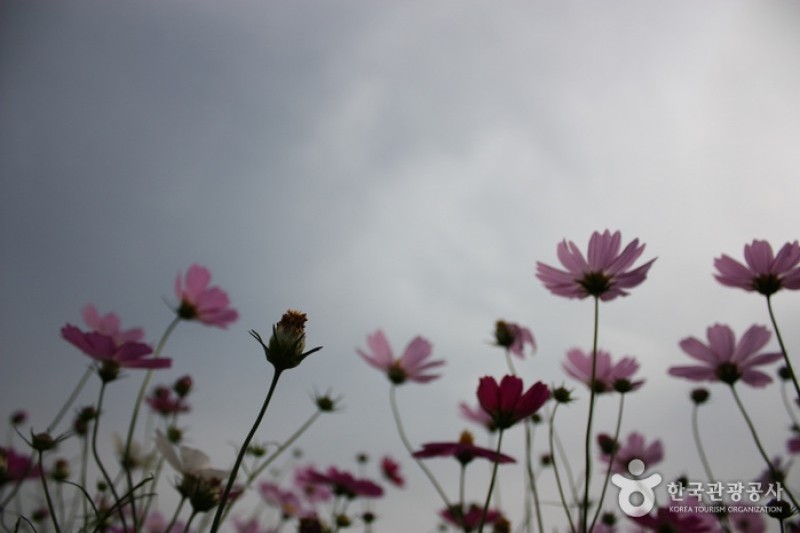 Guri Hangang Park (Cosmos Park) (5/6)