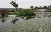 Guri Hangang Park (Cosmos Park)