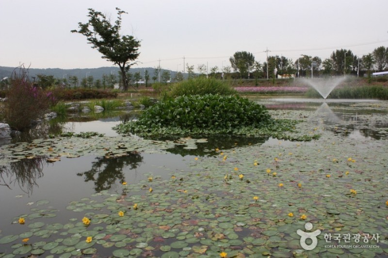 Guri Hangang Park (Cosmos Park) (6/6)