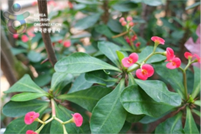 Ansan Botanical Garden  (11/15)