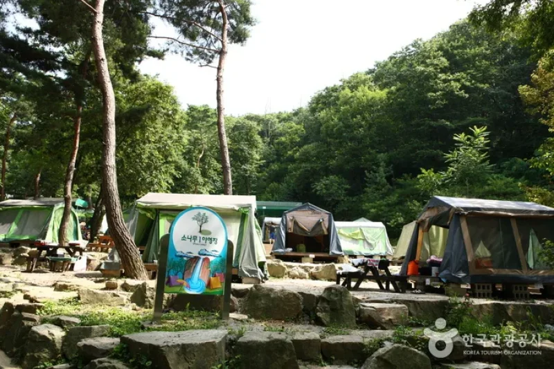 Natural Camp Site in Seoul Grand Park  (8/13)