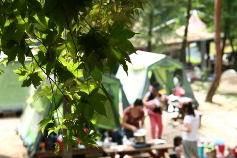 Natural Camp Site in Seoul Grand Park  (10/13)
