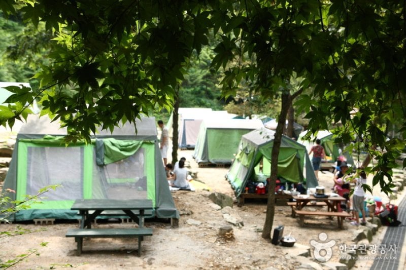 Natural Camp Site in Seoul Grand Park  (11/13)