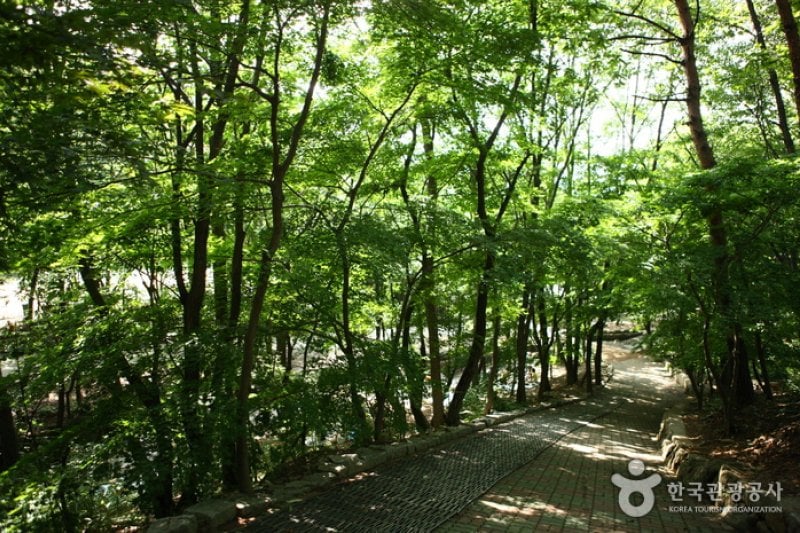 Natural Camp Site in Seoul Grand Park  (13/13)
