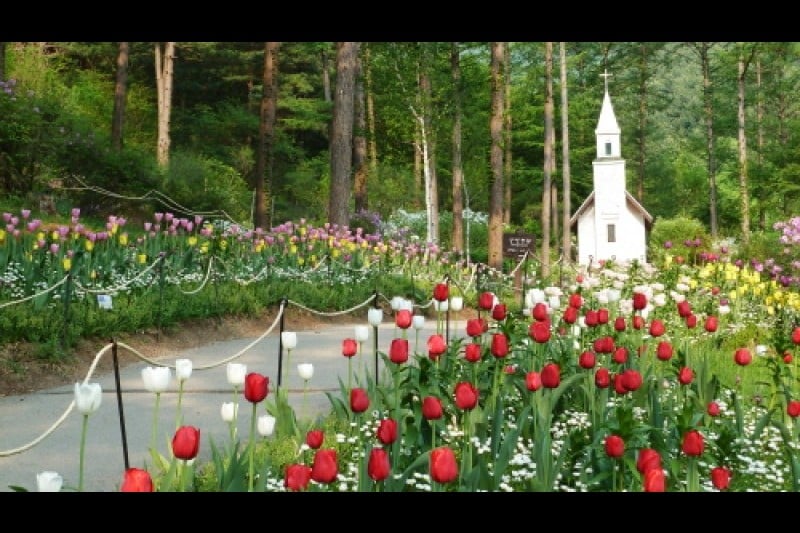 Spring Festival of The Garden of Morning Calm  (1/5)