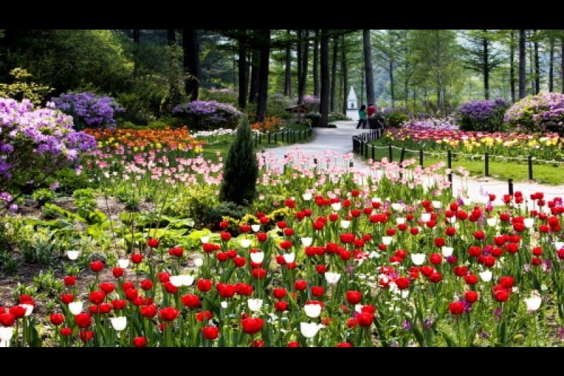 Spring Festival of The Garden of Morning Calm  (2/5)