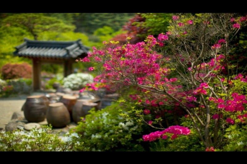 Spring Festival of The Garden of Morning Calm  (5/5)