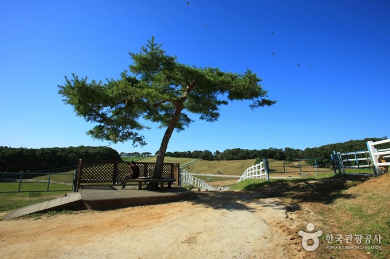 Wondang Horse Ranch  (2/15)