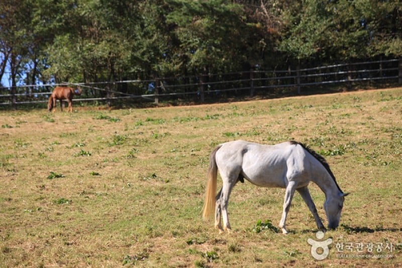 Wondang Horse Ranch  (4/15)