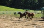 Wondang Horse Ranch 
