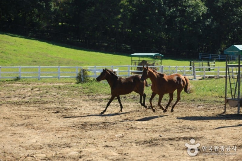 Wondang Horse Ranch  (5/15)