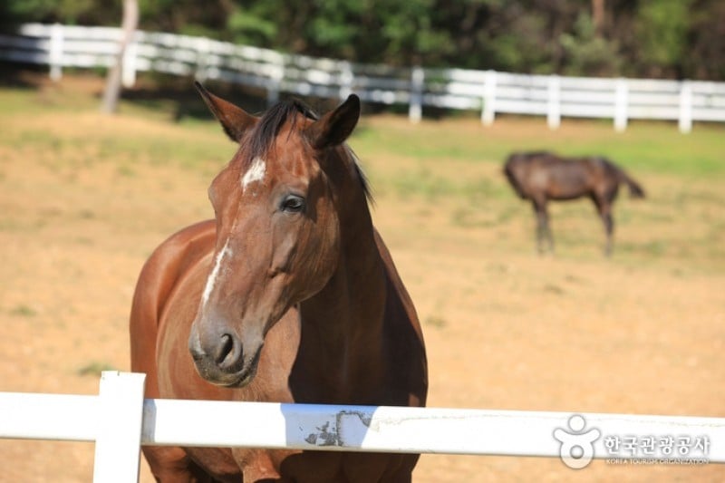Wondang Horse Ranch  (6/15)