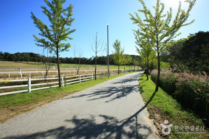Wondang Horse Ranch  (8/15)