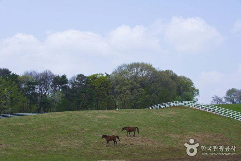 Wondang Horse Ranch  (9/15)