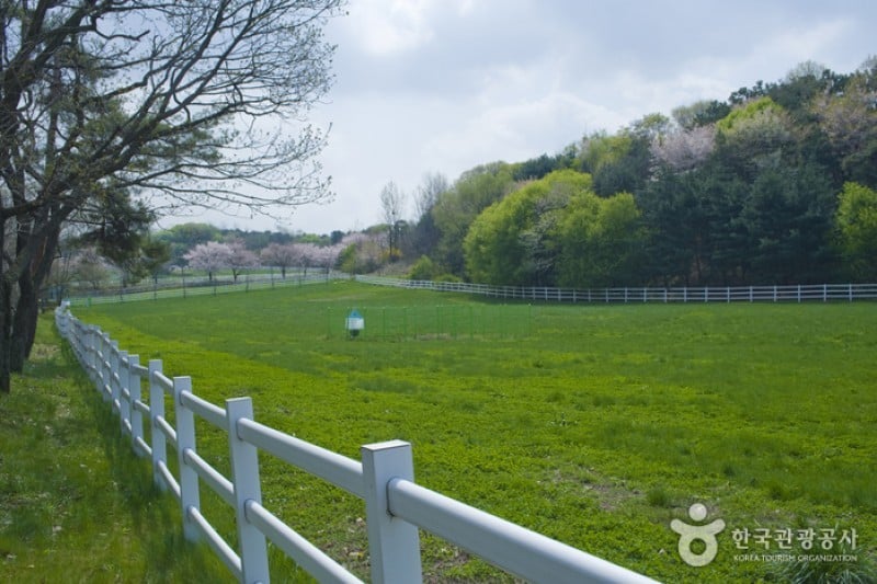 Wondang Horse Ranch  (10/15)