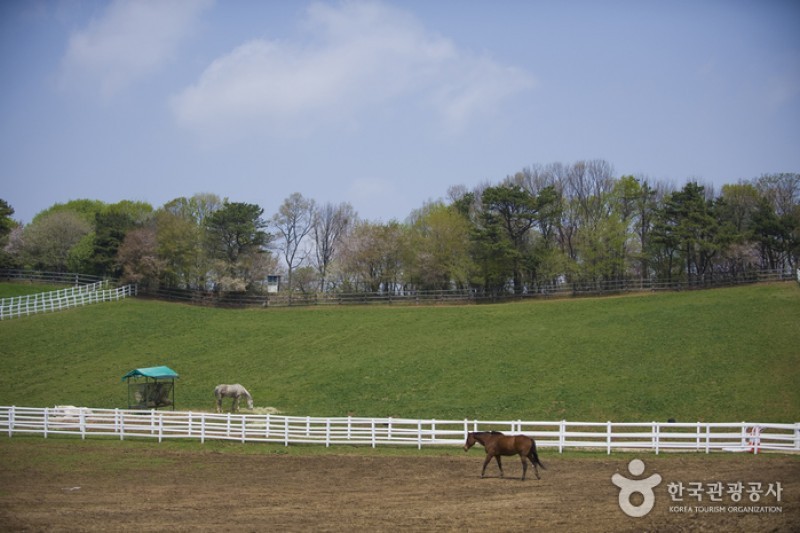 Wondang Horse Ranch  (11/15)