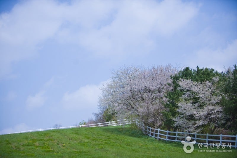 Wondang Horse Ranch  (14/15)