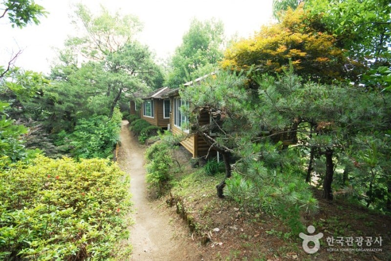 Yangpyeong Wild Flower Arboretum  (3/20)