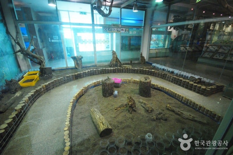 Yangpyeong Wild Flower Arboretum  (10/20)