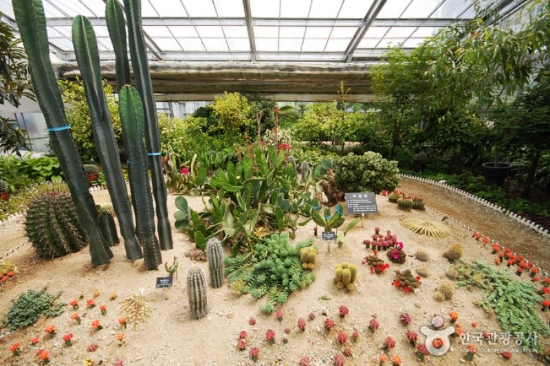 Yangpyeong Wild Flower Arboretum  (14/20)