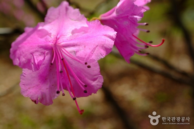 Wonmisan Mountain Azalea Festival  (1/1)