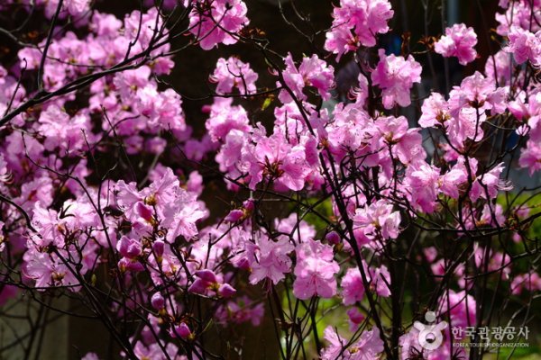 Wonmisan Mountain Azalea Festival
