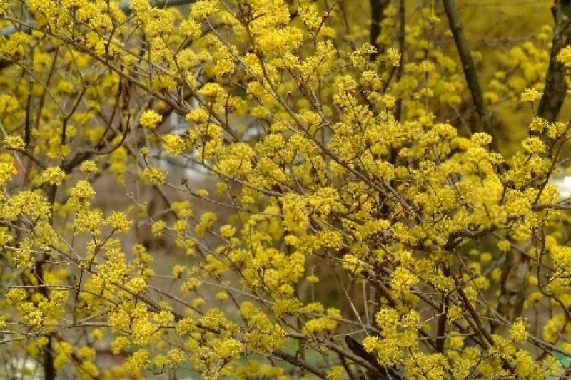 Yangpyeong Sansuyu Flower Festival  (1/4)