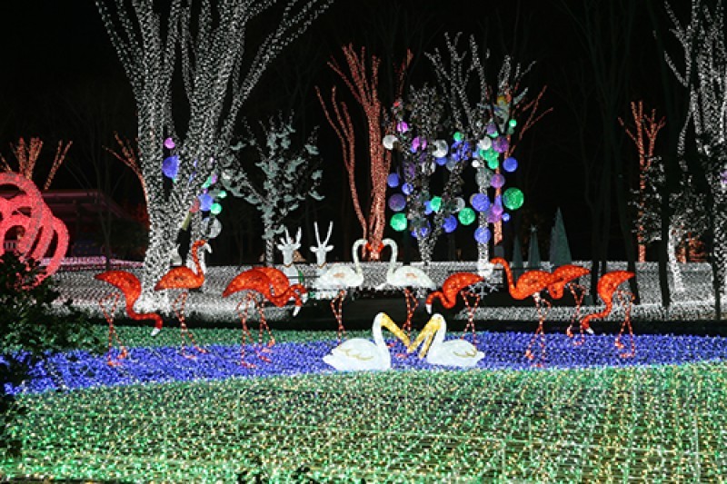 Light Festival at The Ansan Starlight Village Photo Land  (2/5)
