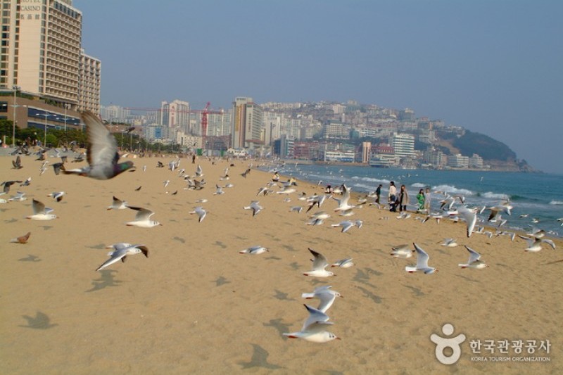 Haeundae Beach  (11/30)