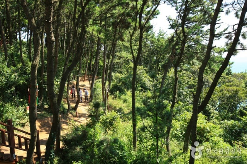 Dalmaji-gil Road  (9/15)
