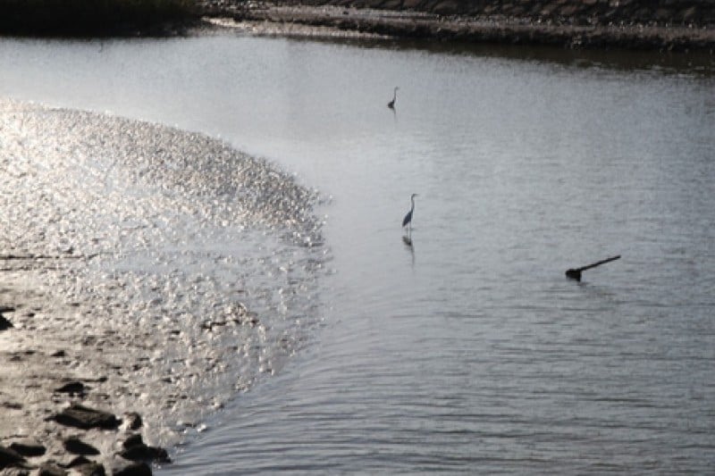 Nakdonggang Bird Sanctuary  (2/8)