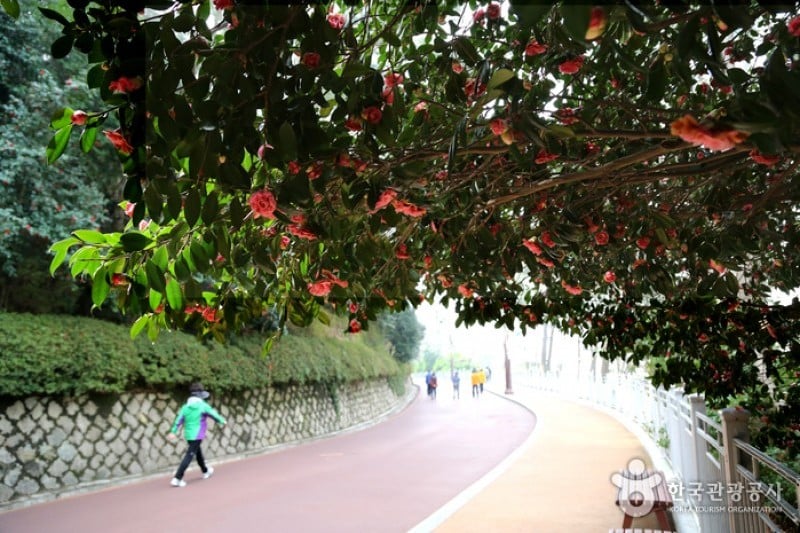 Haeundae Dongbaekseom Island  (7/24)