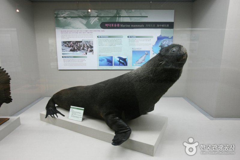 Busan Marine Natural History Museum  (5/21)