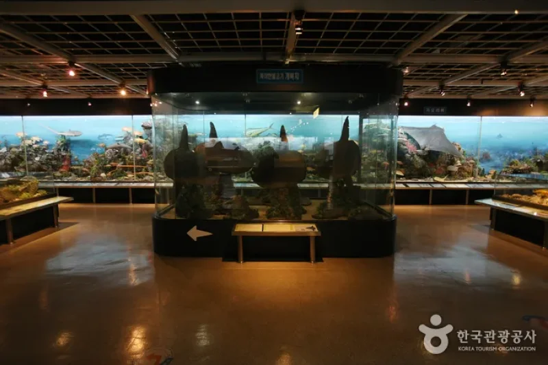 Busan Marine Natural History Museum  (11/21)