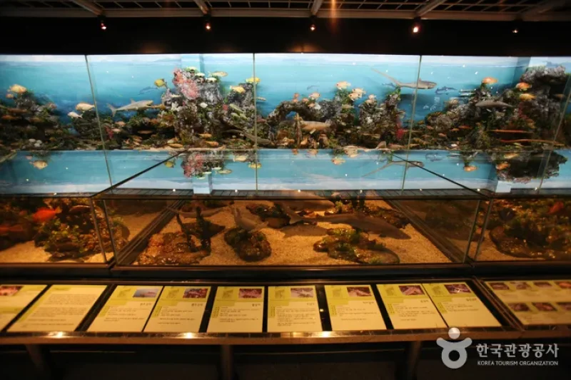 Busan Marine Natural History Museum  (13/21)