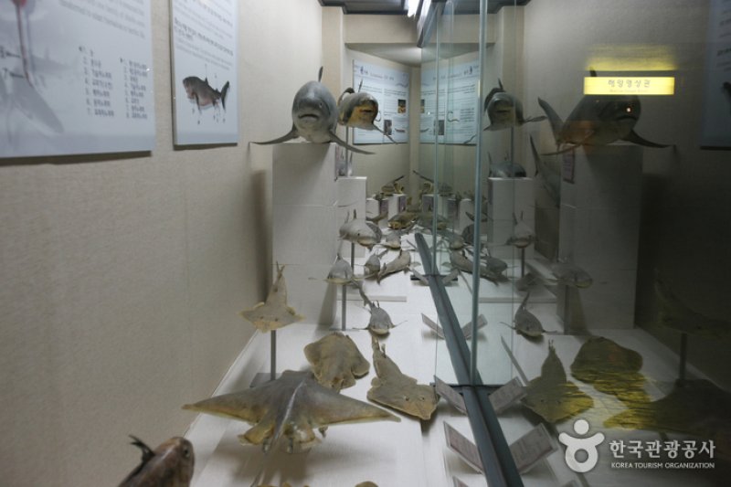 Busan Marine Natural History Museum  (14/21)