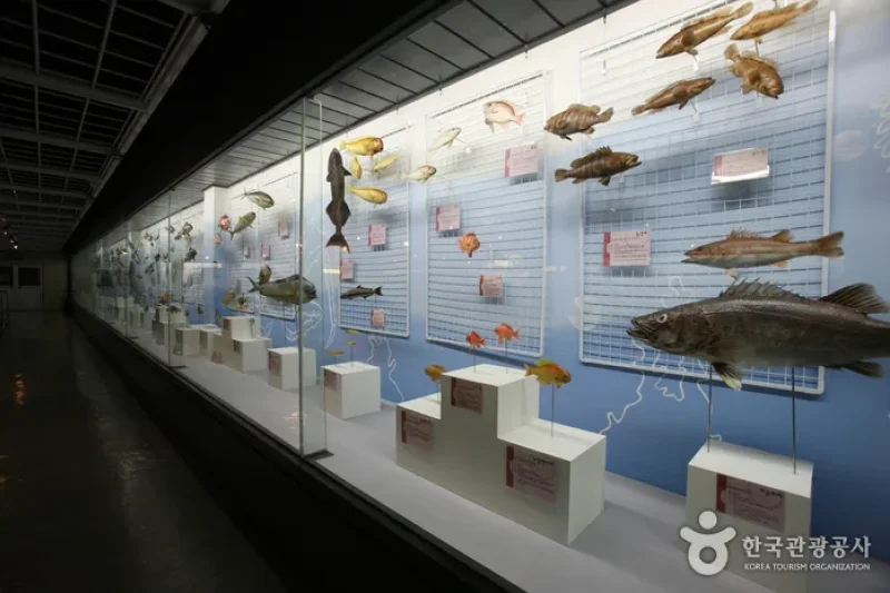 Busan Marine Natural History Museum  (15/21)