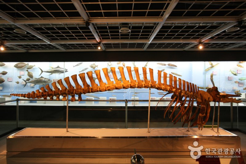 Busan Marine Natural History Museum  (16/21)