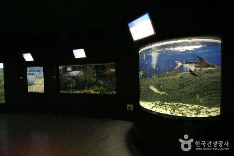 Busan Marine Natural History Museum  (17/21)