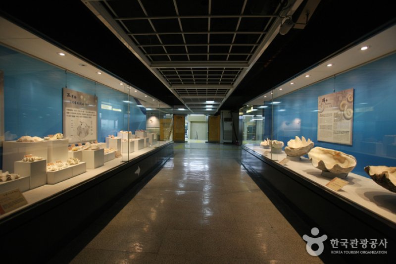 Busan Marine Natural History Museum  (18/21)