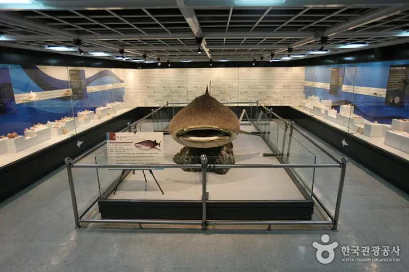 Busan Marine Natural History Museum  (19/21)