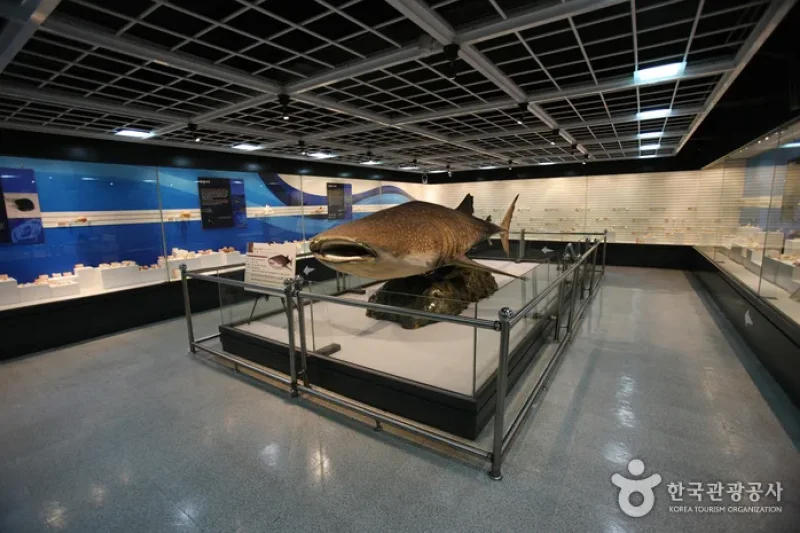 Busan Marine Natural History Museum  (21/21)
