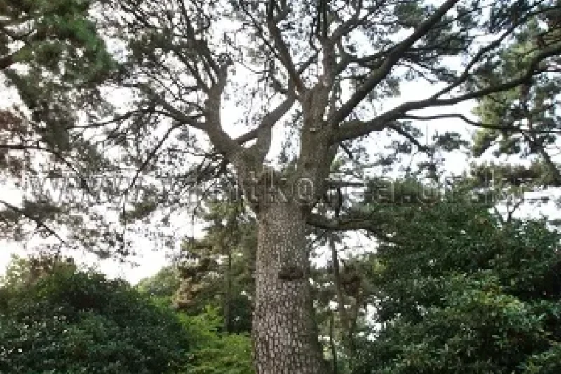 Suyeong Sajeok Park (수영사적공원) (10/40)