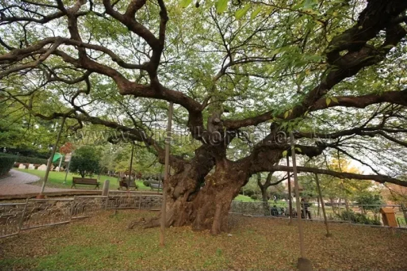 Suyeong Sajeok Park (수영사적공원) (15/40)