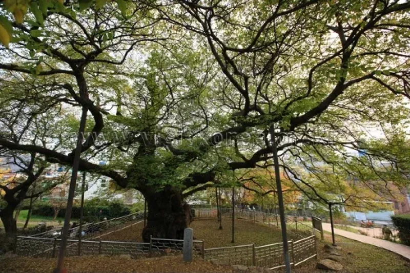Suyeong Sajeok Park (수영사적공원) (17/40)